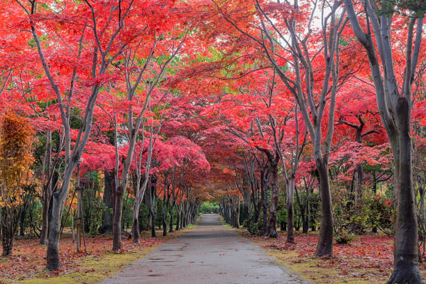 istock Hiraoka Tree in Sapporo, Hokkaido, Japan 1078528078