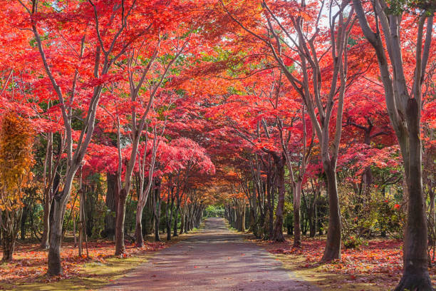 istock Hiraoka Tree in Sapporo, Hokkaido, Japan 1078529688
