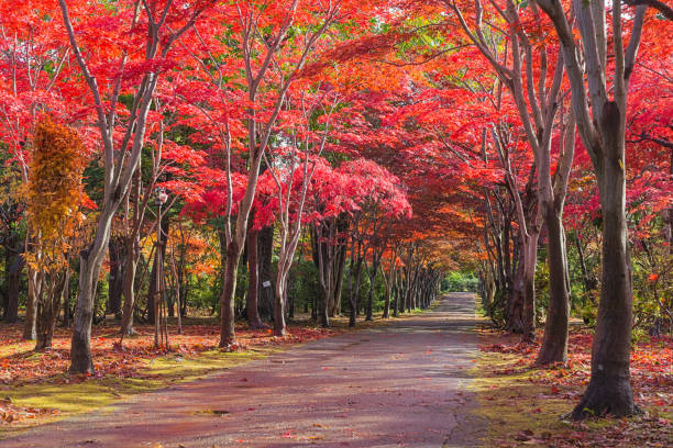 istock Hiraoka Tree in Sapporo, Hokkaido, Japan 1078530918