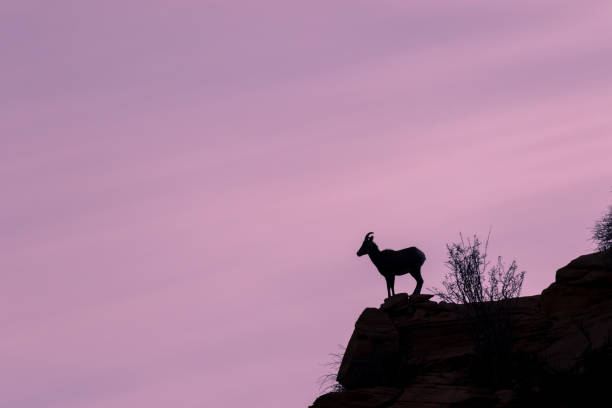 istock Desert Bighorn Sheep Ewe Silhouetted 1078531654