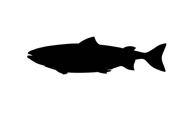 stockillustraties, clipart, cartoons en iconen met silhouet van zalm vissen - trekzalm
