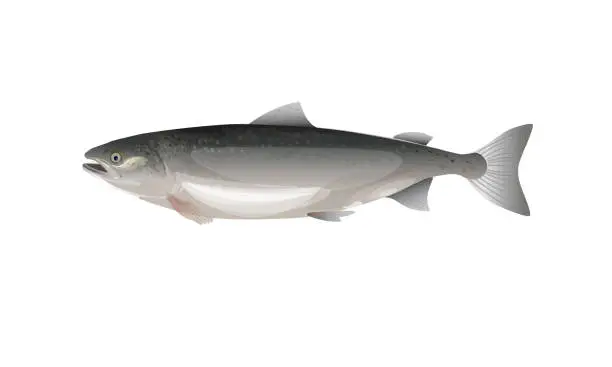 Vector illustration of Atlantic salmon fish