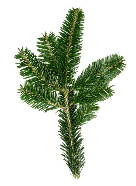 istock small fir twig or branch isolated on white background 1078534290