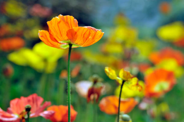 istock Blossom poppy flowers 1078534454