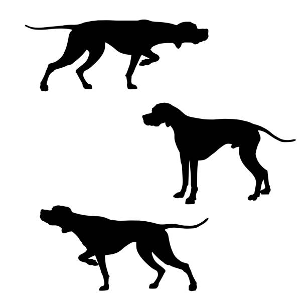 English pointer silhouettes English pointer dogs silhouettes. Vector illustration isolated on white background dog pointing stock illustrations