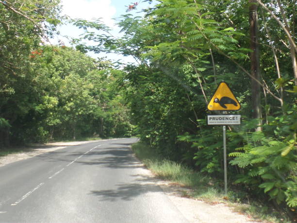 istock Guadalupe on the road, Signal Turtle 1078536604