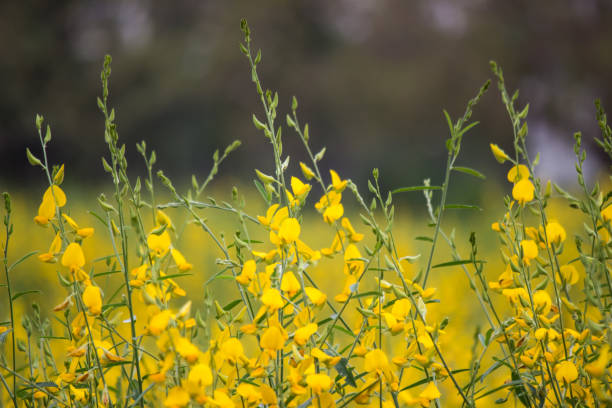 istock Close-up bright yellow flowers of Crotalaria juncea(sunn hemp).   selective focus 1078537168