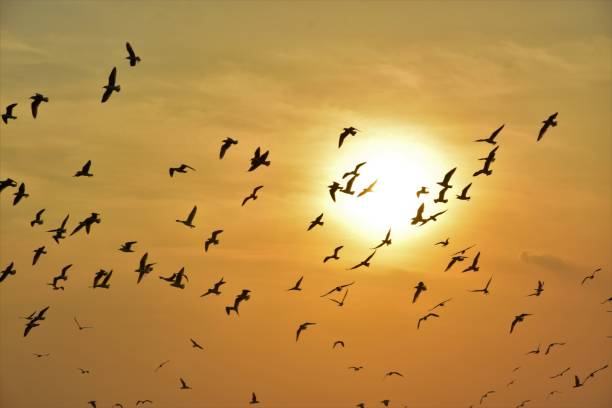 istock The bird are comeback home 1078537238