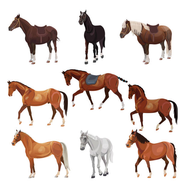 pferde in verschiedenen posen - horse brown animal farm stock-grafiken, -clipart, -cartoons und -symbole