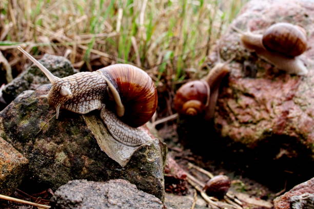 istock Three Helix pomatia gliding on the stones 1078544508