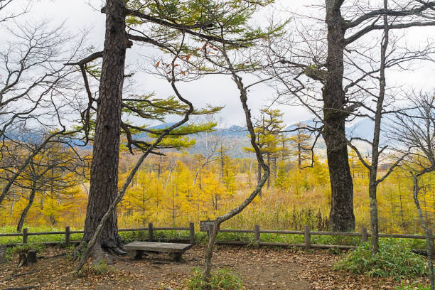 istock Nikko trekking route in autumn, Japan 1078545722