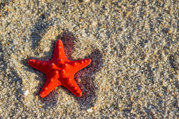 istock Red starfish on send at the beach. 1078546266