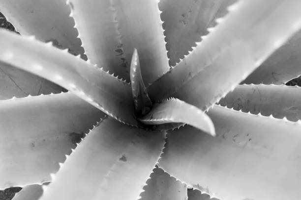 istock Beautiful black and white Aloe Vera plant 1078546390