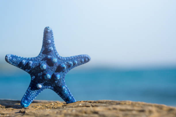 istock Blue starfish standing on rock at the beach. Blurred blue sea on background. 1078546406