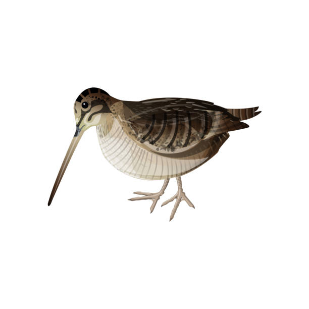 Eurasian woodcock vector Eurasian woodcock bird. Vector illustration isolated on white background wader bird stock illustrations