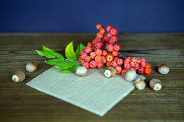 Composition with rowan berries and hazelnuts on wooden background. Mocap for your text stock photo