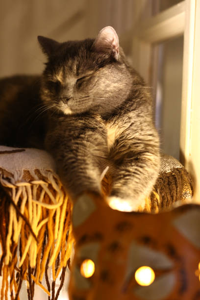istock white cat in cat bed house 1078548032