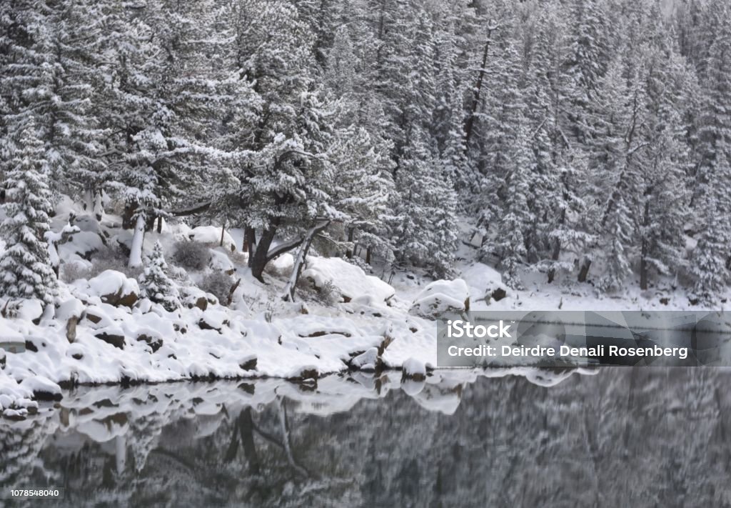 Reflet enneigé en lac de montagne - Photo de Arbre libre de droits