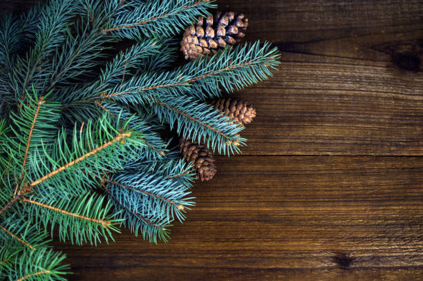 Fir branches and cones on wooden background stock photo