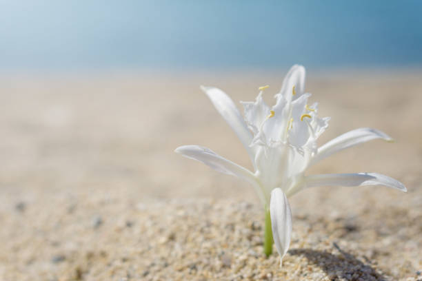 lily a effectué le tombé sur le sable à la plage. mer bleue floue à fond. - crinoid photos et images de collection