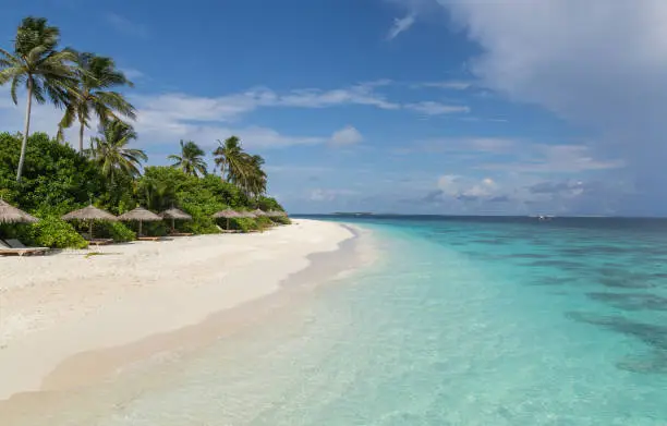 Beach with palm atoll island Maldives.