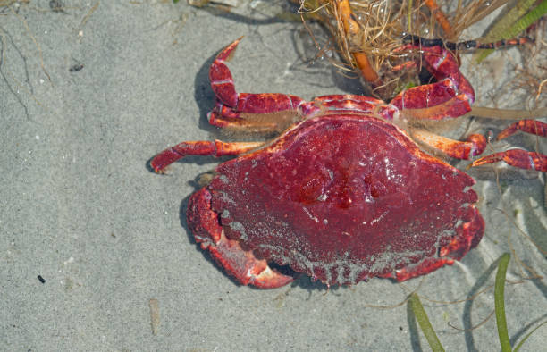 istock Red rock crab at low tide 1078551826