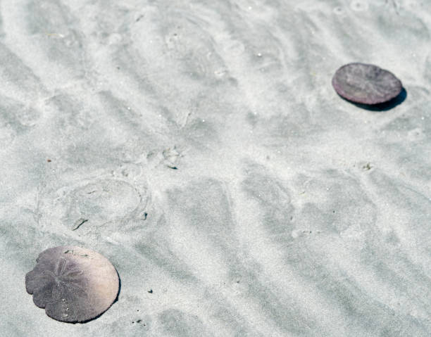 istock Sand dollars in the sand 1078551836