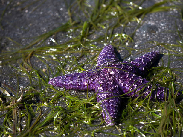 Marine life