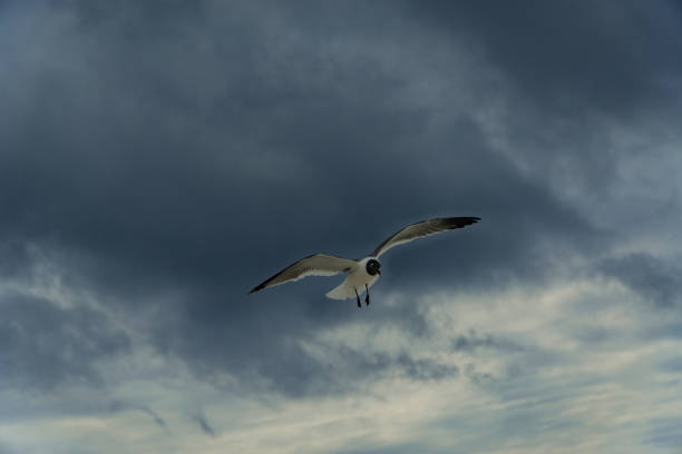 istock Gulf Shores Alabama Beaches 1078551940