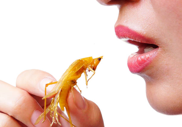 Closeup Asian female eating fried locust - Eating insect concept