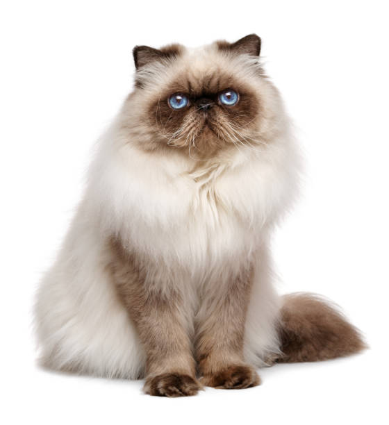 istock Beautiful 1 year old seal colourpoint persian cat 1078552022
