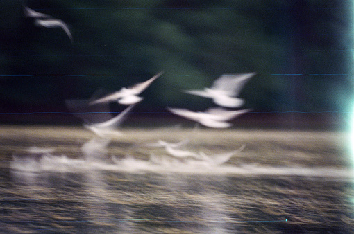 Flying seagulls. Triptych. Motion, background image. Color photographic film, scan, without computer correction in graphic editions.