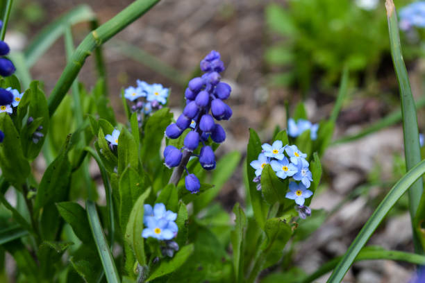 istock Patch of Purple and Blue Flowers 1078556564