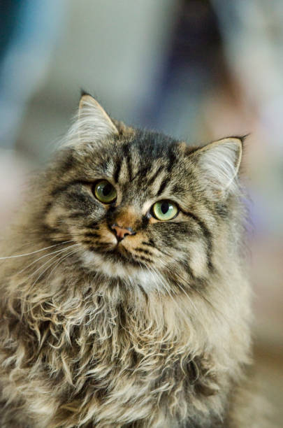 istock Portrait of a striped cat 1078556678