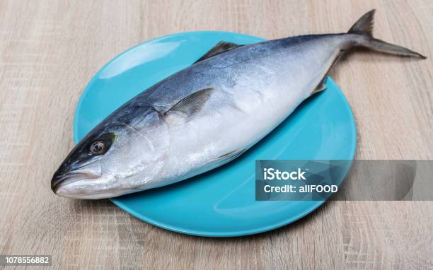 Raw Tuna Fish Closeup Stock Photo - Download Image Now - Animal, Animal Fin, Animal Wildlife