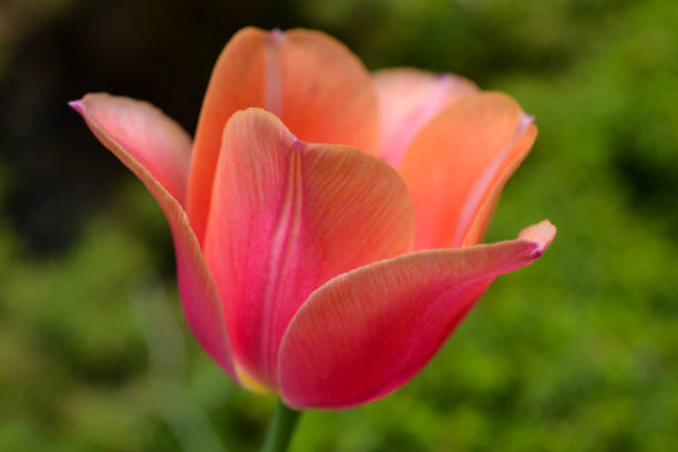 istock Single Pink and Orange Tulip 1078556976