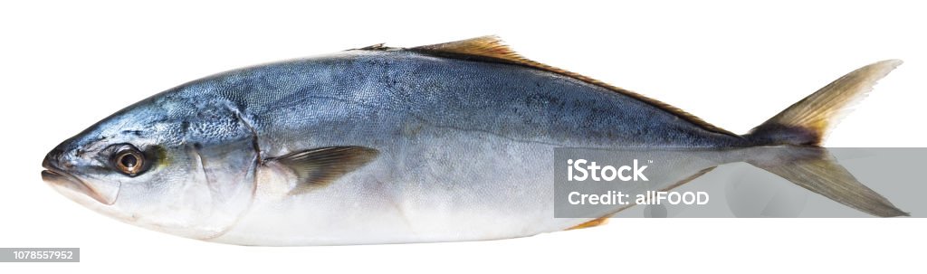 raw tuna fish raw tuna fish on white isolated background Bluefin Tuna Stock Photo