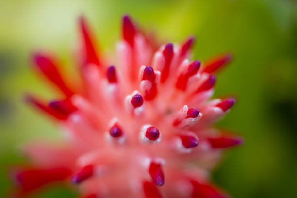 istock Bromeliad flower blooming in blurred garden, Close up and Marco shot 1078558464