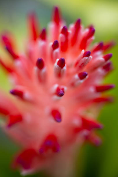 istock Bromeliad flower blooming in blurred garden, Close up and Marco shot 1078558466