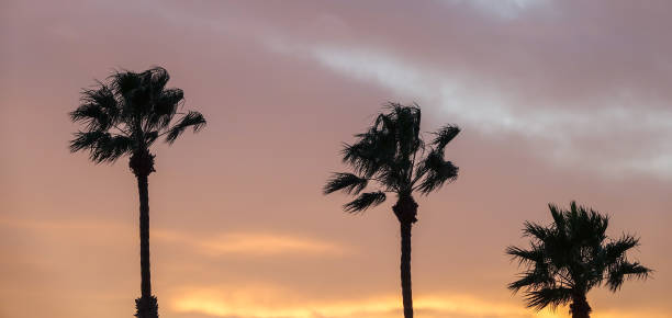 istock Silhouette of palm trees at sunset 1078558478