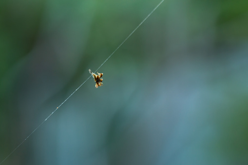 Dead Insect hanging spider web in blurred garden