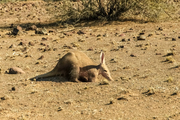 aardvark , orycteropus afer, nel deserto del kalahari in namibia, africa - oritteropo foto e immagini stock
