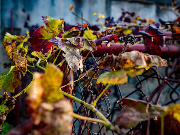 Blue bunch of vine Leaf - Striking green and yellow leaf, shot one sunny Autumn afternoon in a vineyard.