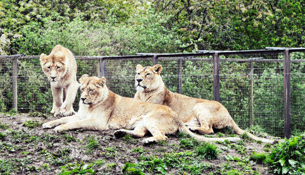 istock Female lions relaxing 1078571710