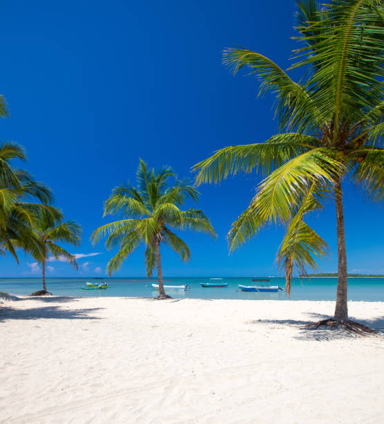 istock tropical beach with palm trees and blue lagoon 1078576344