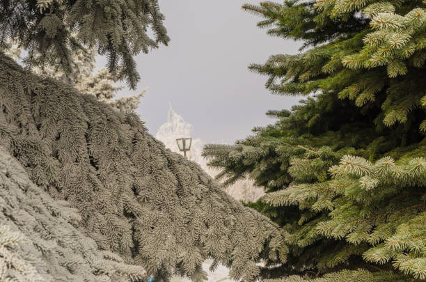 istock Two beautiful different christmas trees in winter. 1078577514
