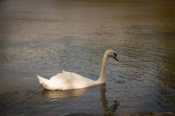 An elegant swan on a lake.