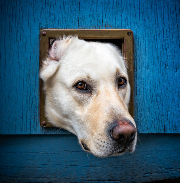 19,888 Funny Labrador Stock Photos, Pictures & Royalty-Free Images - iStock 19,888 Funny Labrador Stock Photos, Pictures & Royalty-Free Images - iStock