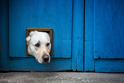 Perro cabeza de Labrador que se pega a través de la gatera photo