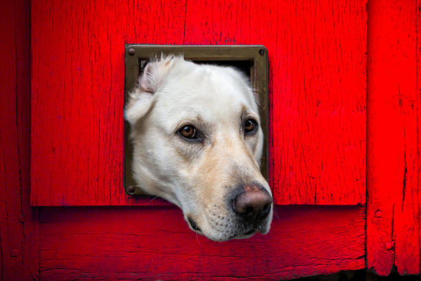 istock Head of Labrador dog sticking through cat flap 1078579800